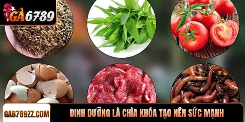 Dinh dưỡng là chìa khóa tạo nên sức mạnh