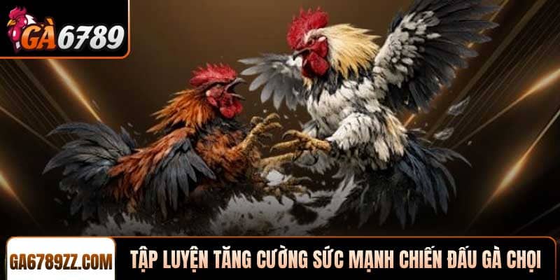 Tập luyện khoa học tăng cường sức mạnh chiến đấu gà chọi