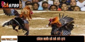 Cách nuôi gà đá có lực - Chiến kê sở hữu sức mạnh bền bỉ