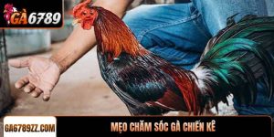 Mẹo chăm sóc gà chiến kê đạt phong độ đỉnh cao