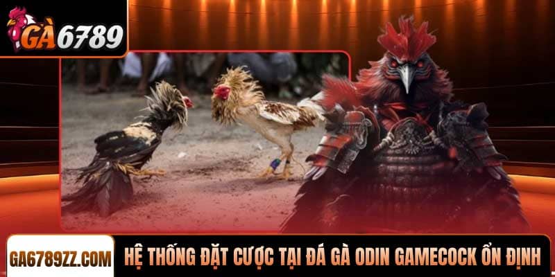 Hệ thống đặt cược tại Sảnh đá gà ODIN Gamecock ổn định