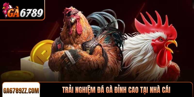 Trải nghiệm đá gà đỉnh cao tại nhà cái