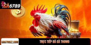 Trực tiếp đá gà Thomo tại GA6789 uy tín nhất